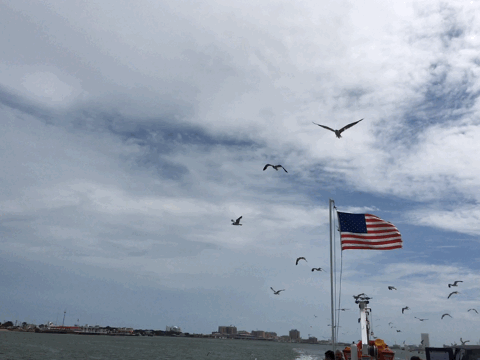 galveston-birds.GIF