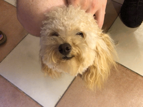 venice-doggie.gif